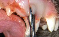 Retained Tooth